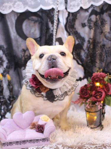 20231014こてつくん